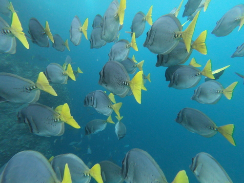 Razor surgeonfish (Prionurus laticlavius) — Acanthuridae — 3