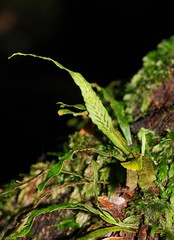 Notogrammitis billardierei