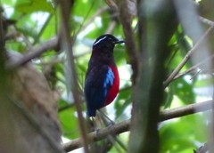 Erythropitta ussheri