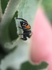Phidippus clarus