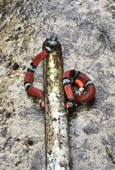 Erythrolamprus bizona