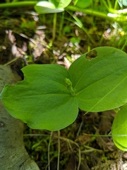Neottia convallarioides