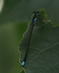 Ischnura cervula