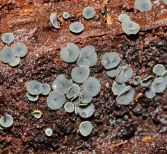 Chlorosplenium