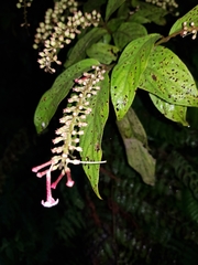 Gonzalagunia rosea