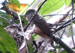 Malacocincla sepiaria