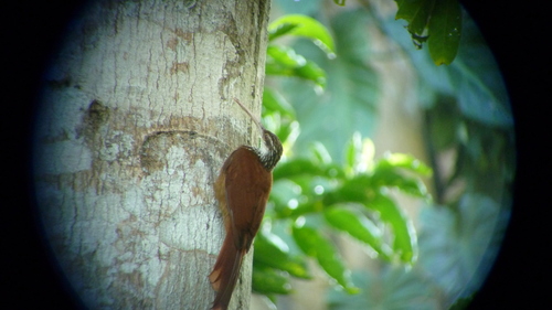 Nasica longirostris
