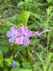 Phlox ovata