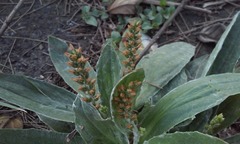 Plantago floccosa