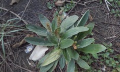 Plantago floccosa