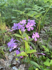 Phlox ovata