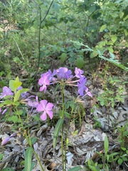Phlox ovata