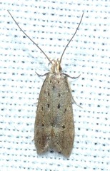 Neodactylota