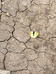 Anthocharis julia sulfuris