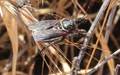 Apiomerus californicus