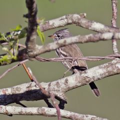 Anairetes flavirostris