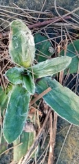 Plantago floccosa