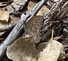 Cercyonis sthenele