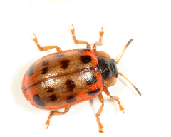 Chrysomela mainensis