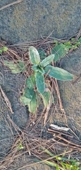 Plantago floccosa