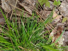 Carex deflexa