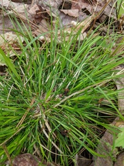 Carex deflexa
