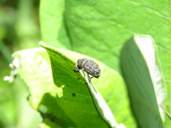 Rhyssomatus lineaticollis