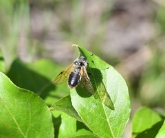 Trichiosoma triangulum
