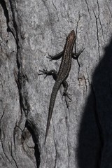 Cryptoblepharus pannosus