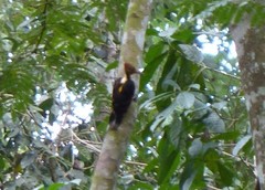 Reinwardtipicus validus