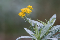 Senecio odoratus