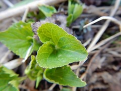 Viola pubescens