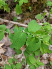 Symphoricarpos albus albus