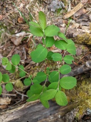 Symphoricarpos albus albus
