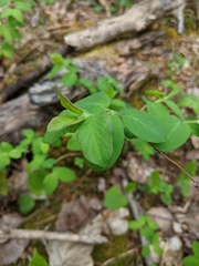 Symphoricarpos albus albus