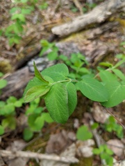 Symphoricarpos albus albus