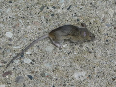 Rattus norvegicus