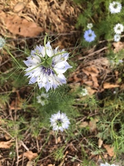 Nigella damascena