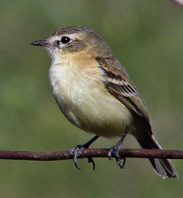Bearded Tachuri