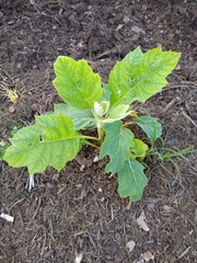 Hydrangea quercifolia
