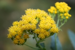 Senecio odoratus