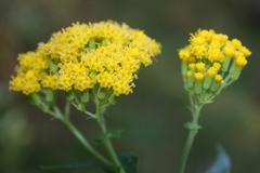 Senecio odoratus