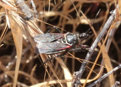Apiomerus californicus