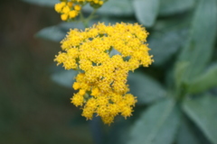 Senecio odoratus