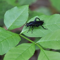 Chalcosyrphus chalybeus
