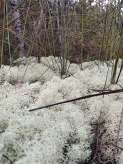 Cladonia confusa