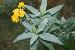 Senecio odoratus