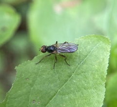 Cordilura