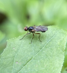 Cordilura