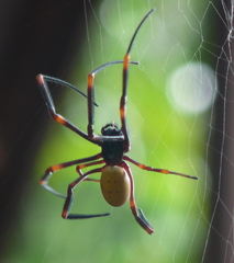 Nephila